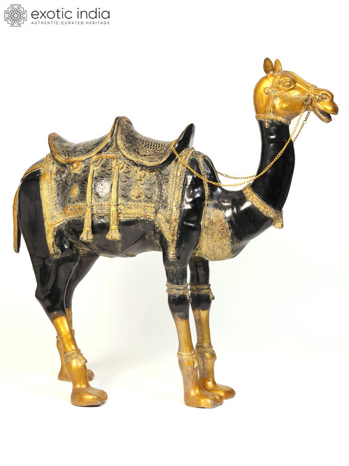 52" Large Black and Golden Camel Brass Statue