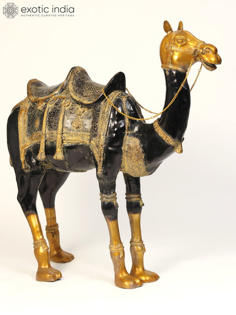 52" Large Black and Golden Camel in Brass | Animal Figure