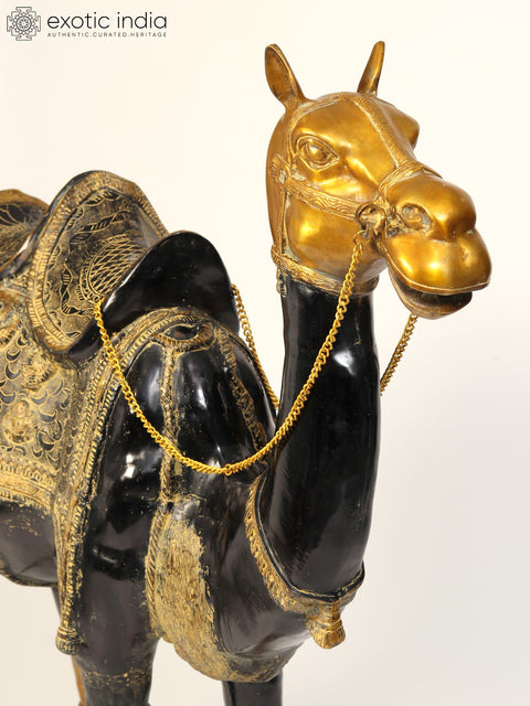 52" Large Black and Golden Camel in Brass | Animal Figure