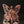 3" Small Superfine Angel with Wings | Brass with 24 Karat Rose Gold Plating