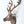 19" Reindeer Head in Brass | Wall Hanging