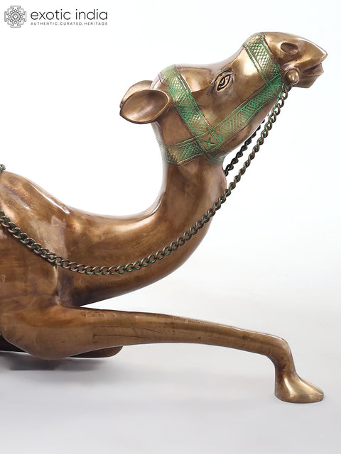 Camel with Outstretched Neck