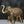 25" Brass Engraved Elephant Statue With Bells
