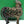Brass Tribal Nandi