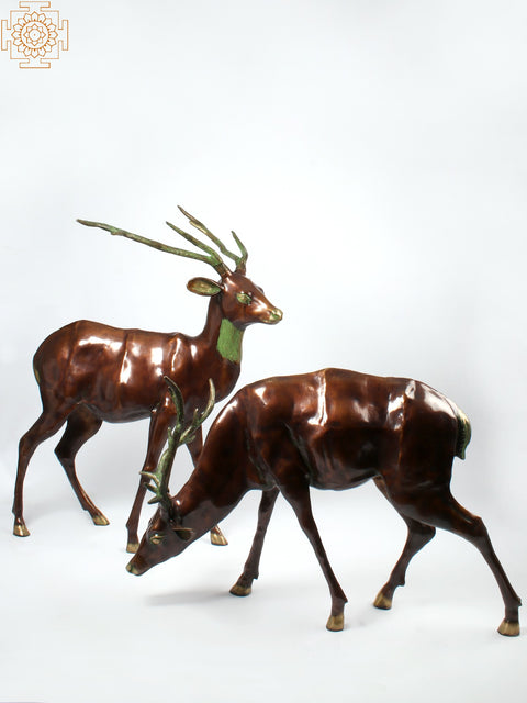 Two Grazing Deers
