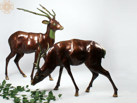 Two Grazing Deers