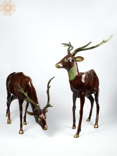 Two Grazing Deers