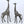 53" Pair of Giraffe Statues in Brass - The Tallest Animal on Earth