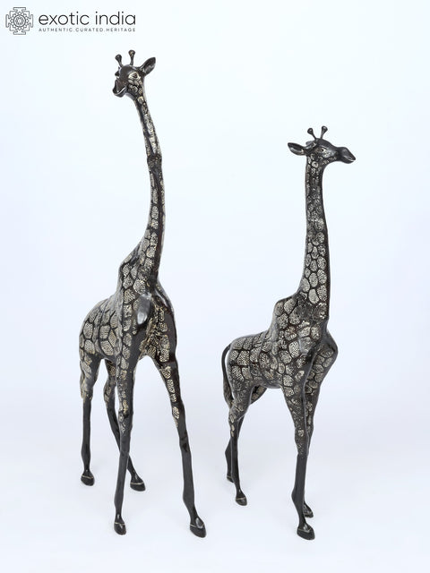 53" Pair of Giraffe Statues in Brass - The Tallest Animal on Earth