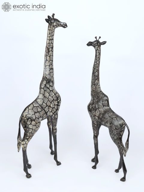 53" Pair of Giraffe Statues in Brass - The Tallest Animal on Earth