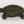 8" Brass Decorative Tortoise Statue