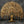 The Bodhi Tree - Super Large Wall Hanging