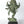 16" Brass Eight Armed Ganesha On Mushak